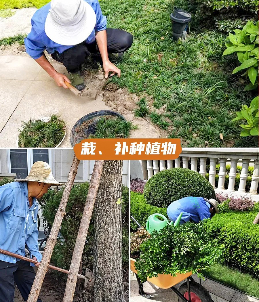 绿化养护